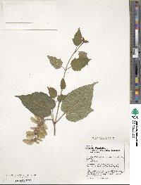 Acer davidii image