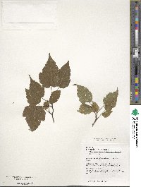 Acer stachyophyllum image