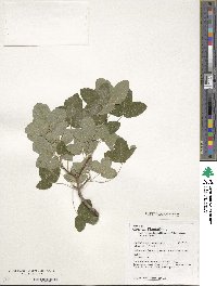 Acer monspessulanum image