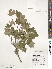 Acer monspessulanum image