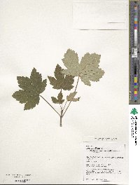 Acer heldreichii subsp. heldreichii image