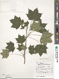 Acer cappadocicum image