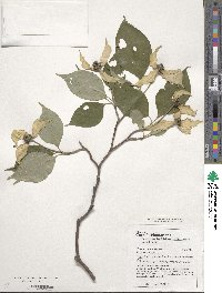 Cornus kousa image