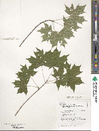 Acer truncatum image