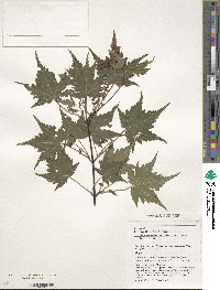 Acer komarovii image