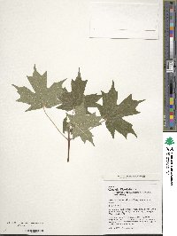 Acer saccharum image