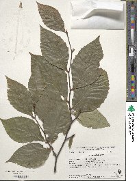 Fagus grandifolia image