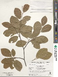 Fagus orientalis image