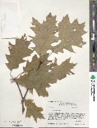 Quercus rubra image