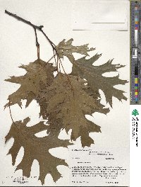 Quercus rubra image