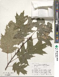 Quercus rubra image