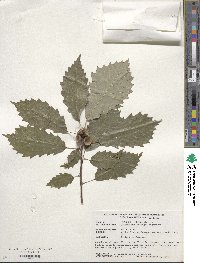 Quercus muehlenbergii image