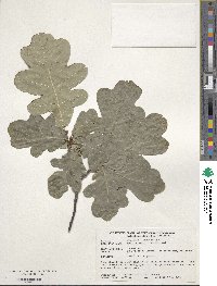 Quercus robur image