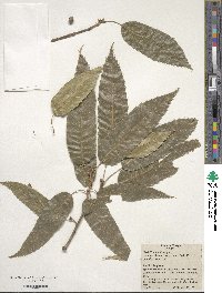 Quercus acutissima image