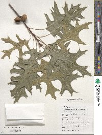 Quercus coccinea image