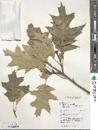 Quercus rubra image