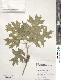 Quercus coccinea image