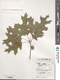 Quercus coccinea image