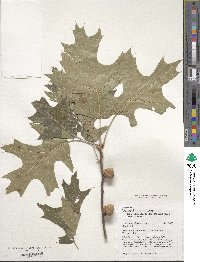 Quercus velutina image