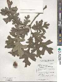 Quercus macrocarpa image