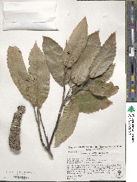 Castanea mollissima image