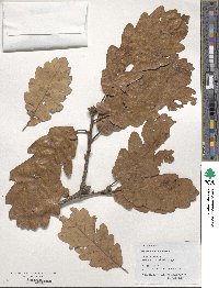 Quercus petraea subsp. polycarpa image