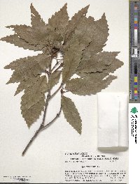 Quercus michauxii image