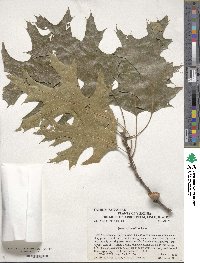 Quercus velutina image