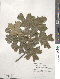 Quercus stellata image