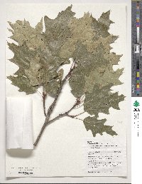Quercus rubra image