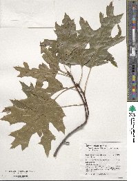 Quercus coccinea image