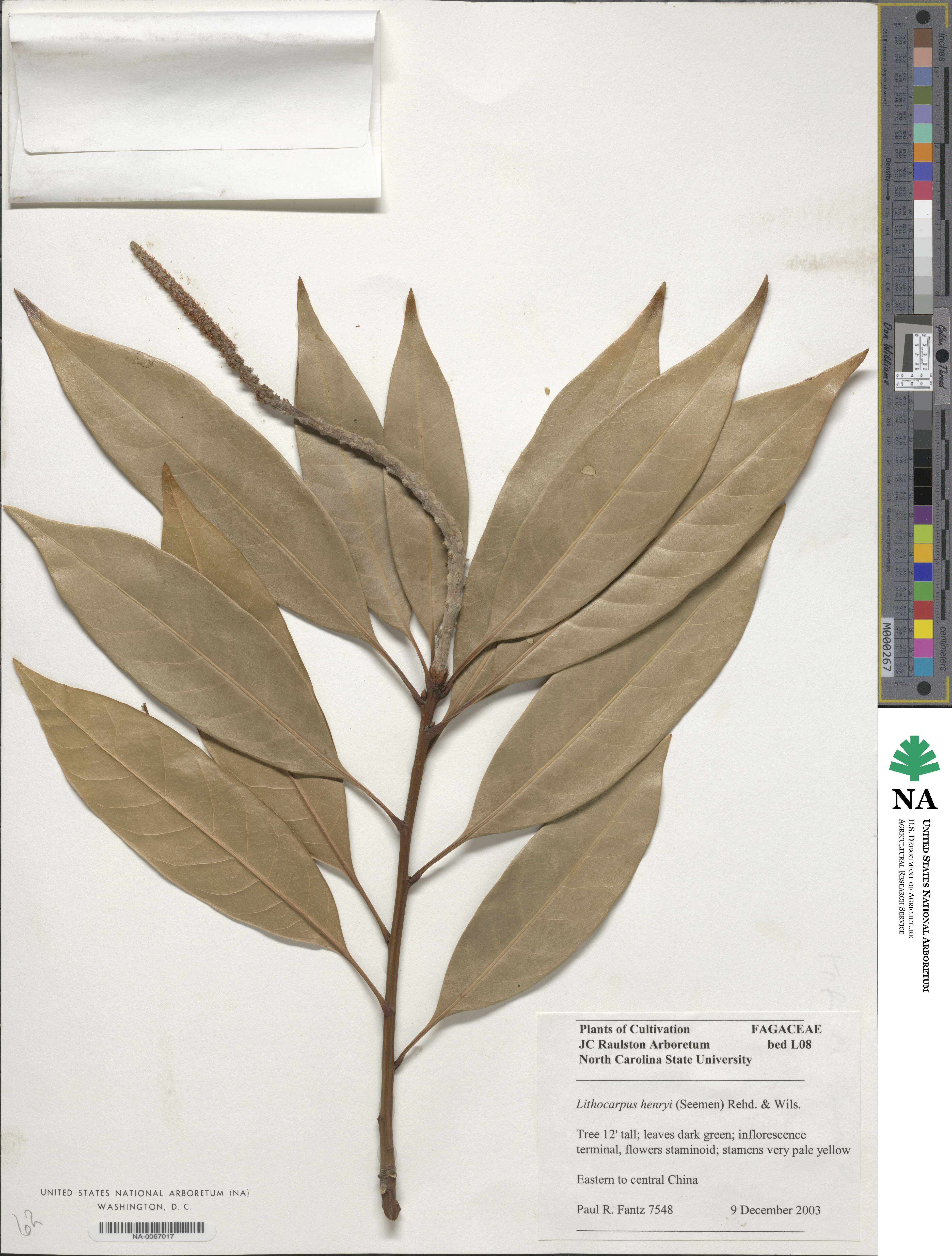 Lithocarpus henryi image