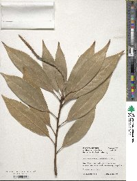 Lithocarpus henryi image