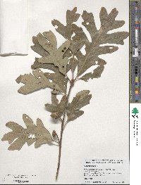 Quercus alba image