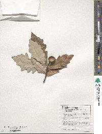 Quercus bicolor image