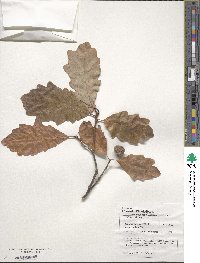 Quercus bicolor image