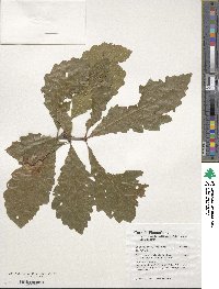 Quercus michauxii image