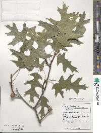 Quercus coccinea image