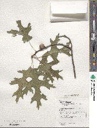 Quercus coccinea image