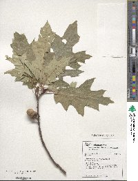 Quercus rubra image