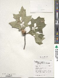 Quercus rubra image