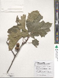 Quercus coccinea image