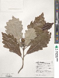 Quercus bicolor image