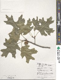 Quercus coccinea image