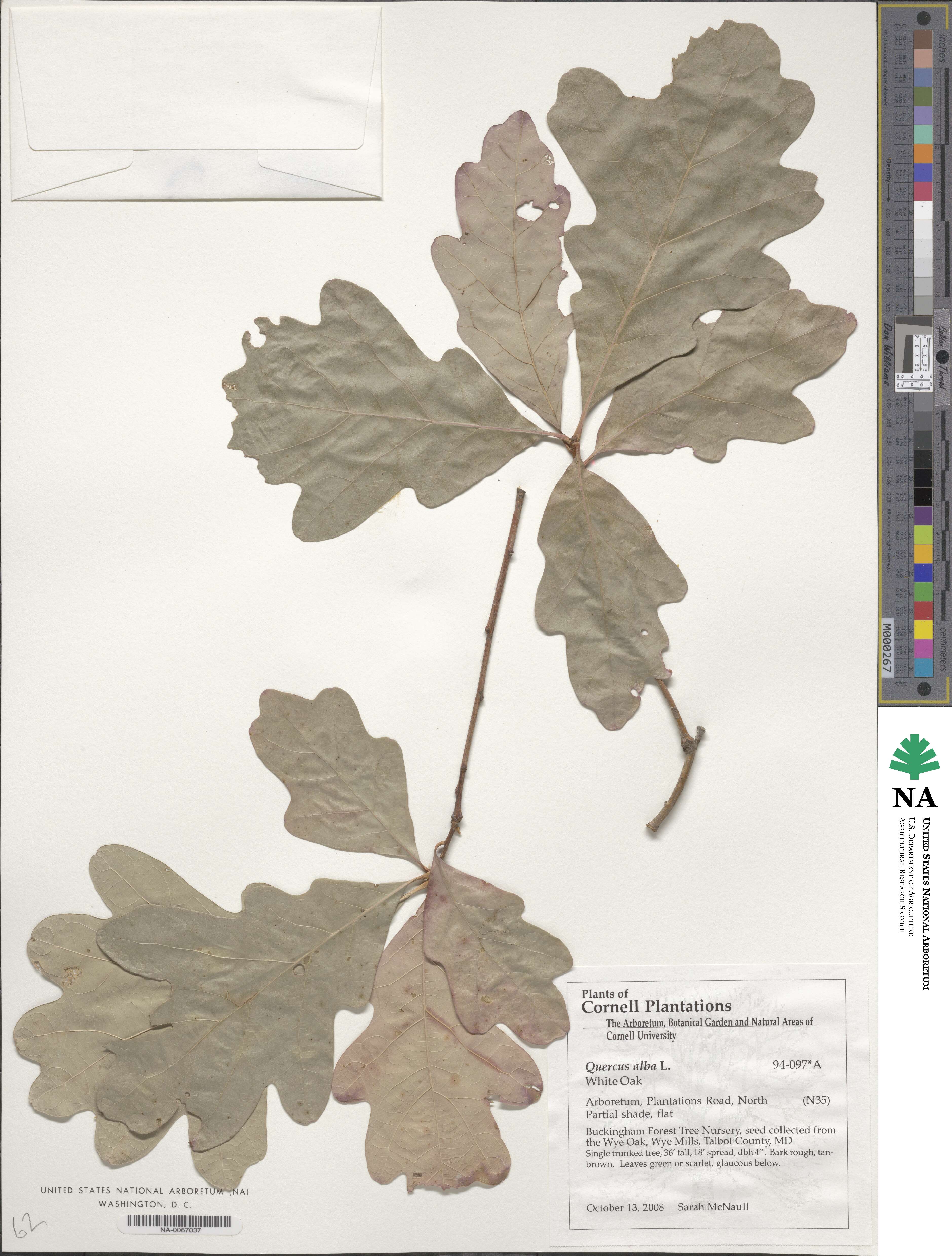 Quercus alba image
