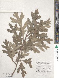 Quercus alba image