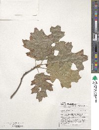 Quercus velutina image