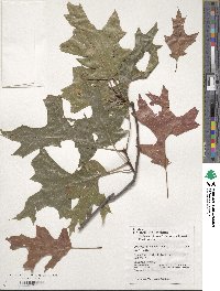 Quercus coccinea image