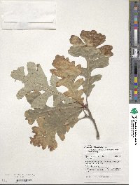 Quercus macrocarpa image