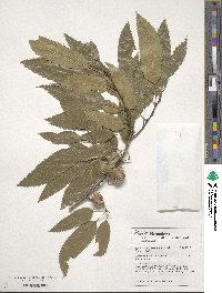 Quercus acutissima image